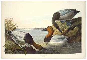 Canvas backed Duck L.E.